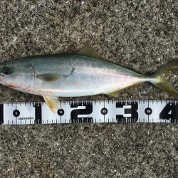 ハマチ、太刀魚